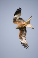 RED KITE